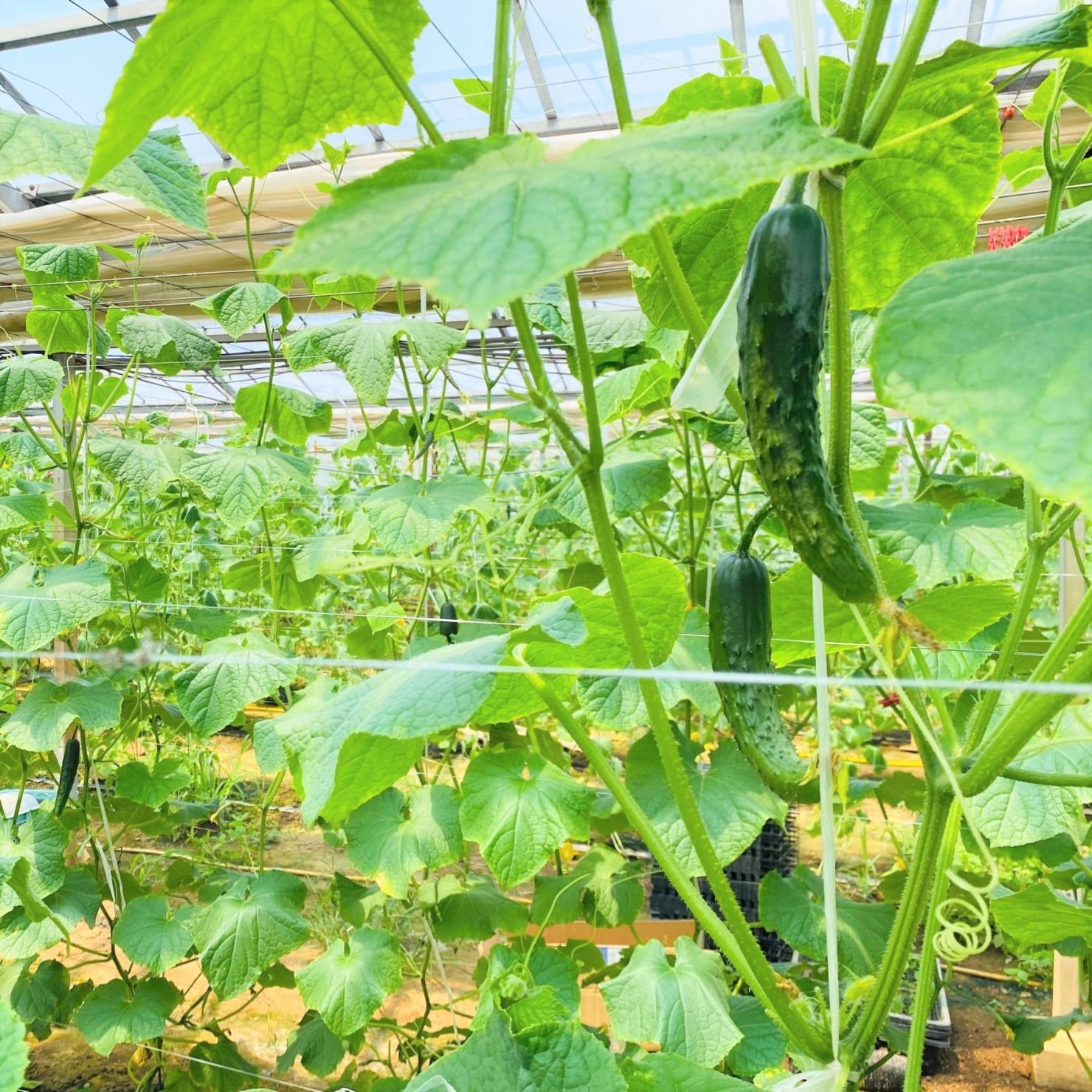 神奈川県のキュウリ栽培におけるモスバリアジュニアⅡレッド設置時期の検討